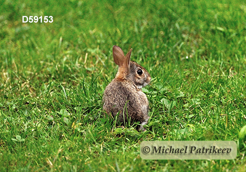 Eastern Cottontail (Sylvilagus floridanus)